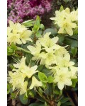 Рододендрон Принцесс Анне|Rhododendron ’Princess Anne’|Рододендрон Принцесс Анне